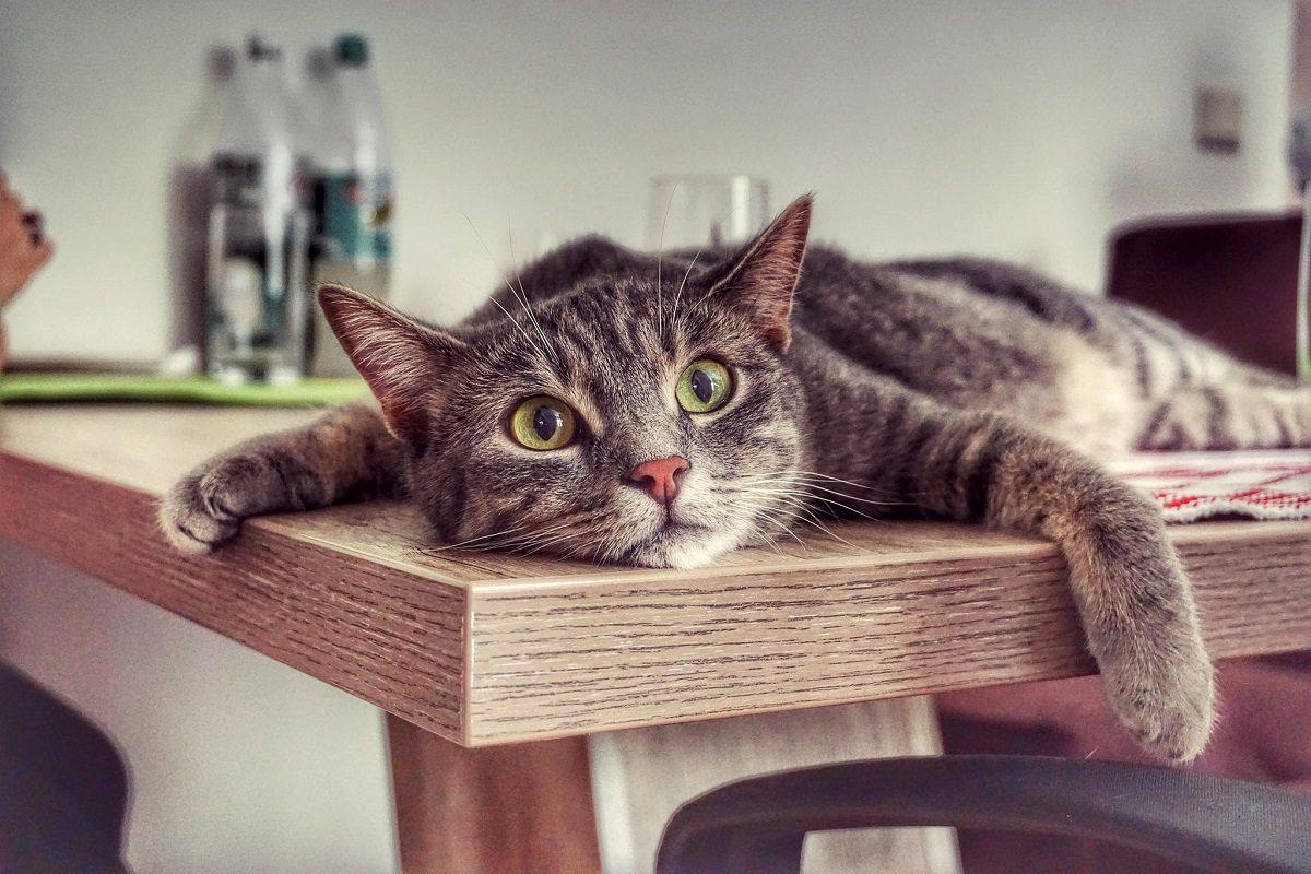 Вредные привычки кошек, которые мы воспитываем сами Вредные привычки кошек, которые мы воспитываем сами