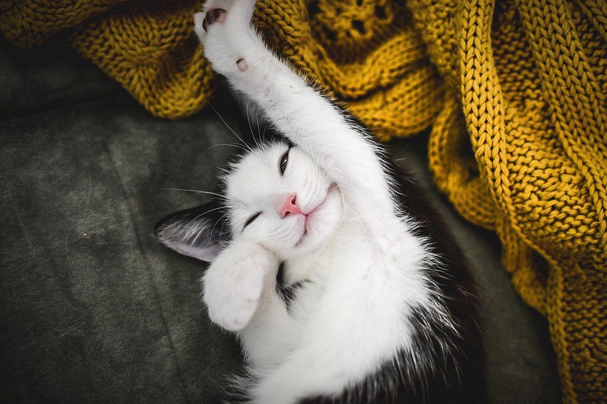 Кошачий язык жестов Кошачий язык жестов